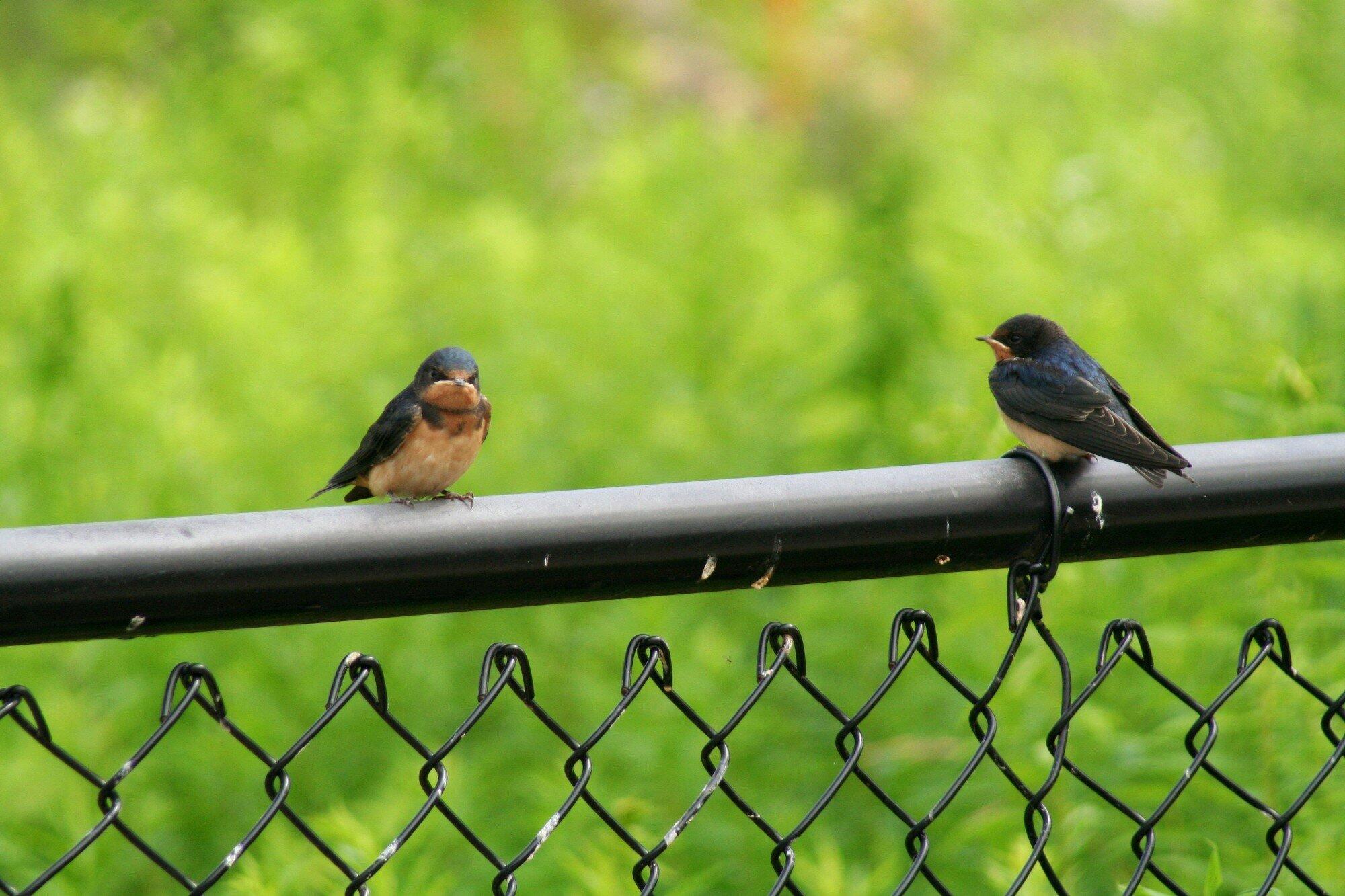 Two small birds perch on a black chain-link fence in Irvine, California